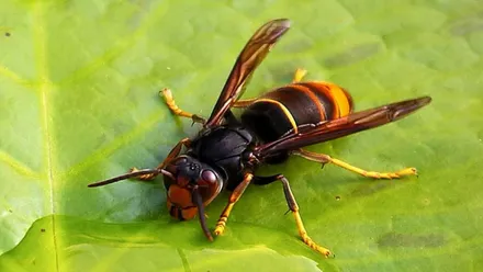 Sobre una hoja un ejemplar de Vespa Velutina.