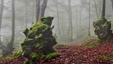 Espesura del bosque cubierto por la niebla.