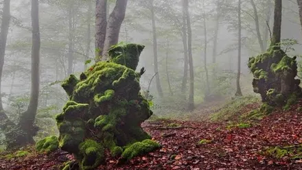 Espesura del bosque cubierto por la niebla.