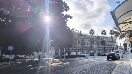 Vista de la avenida Duque de Nájera, en Cádiz, con el sol filtrándose entre las ramas del Árbol del Mora. Al fondo aparecen varias palmeras, el antiguo edificio de Valcárcel, vehículos circulando y algunas nubes en el cielo.