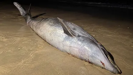 Orilla de la playa con el cuerpo sin vida de un delfín mular.