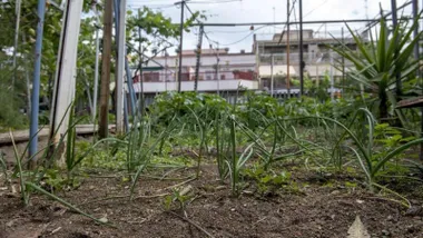 Plantas verdes en un huerto urbano.