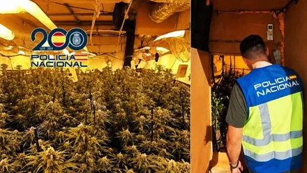 Imagen de una habitación con una plantación "indoor" de marihuana.