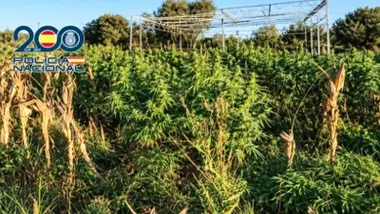 Plantación de marihuana en una finca de Rota.