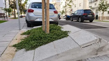 Acerado y alcorques levantados y defectuosos en Rota.