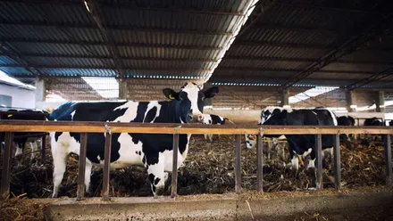 Establo con vacas lecheras.
